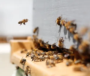 Bees flying around entrance to bee box
