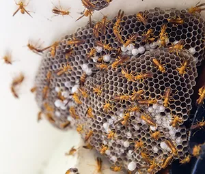 wasps swarming around nest